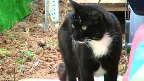More Rescued Feral Cats Youtube