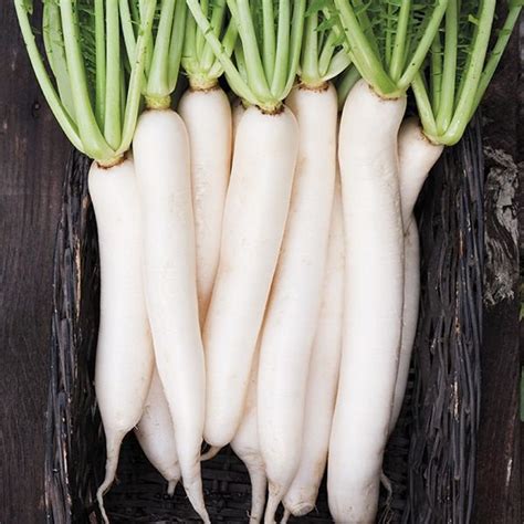 What Is The Benefit Of Eating Black Radish Quora