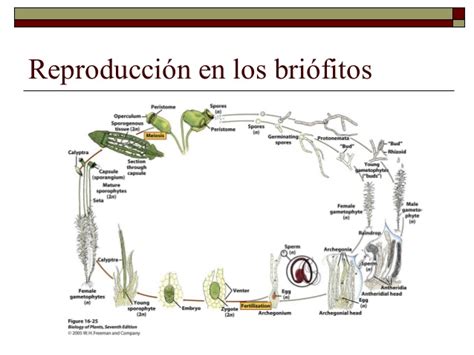 Los Briófitos Las Briofitas Son Plantas Terrestres No Vasculares
