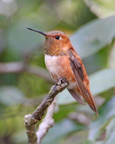Rufous Hummingbird By Marty Jones Photographed At The Mark Flickr