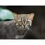 Pet Rusty Spotted Cat  What Its Like To Have Lil