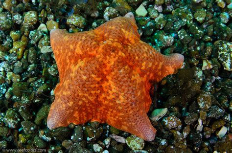 Bat Star Patiria Miniata Colors Of The Reef Underwater Photography