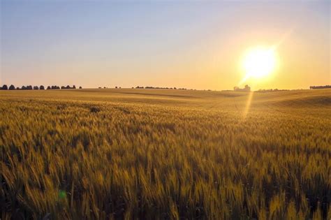 Premium Photo Juicy Wheat Field In Bright Sunlight