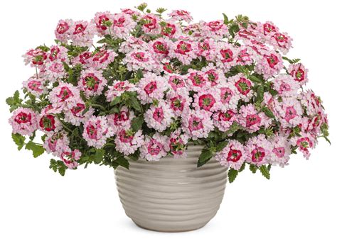 Orkin indian trail, north carolina. Plant Information | Four Star Greenhouse