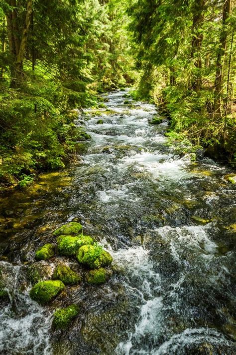 Summer Mountain Stream In The Forest Stock Image Image Of Plant
