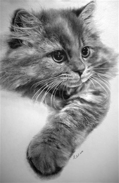 Dibujos De Gatos Hechos A Lápiz