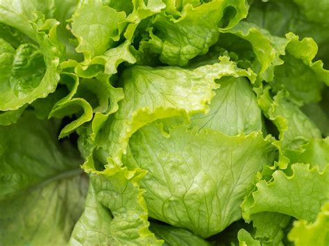 How To Thin Lettuce In Garden Lettuce Varieties How To Grow Lettuce