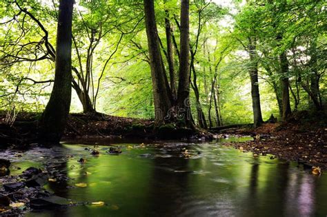 Nature Bright Green Forest Stock Image Image Of Water 70145371