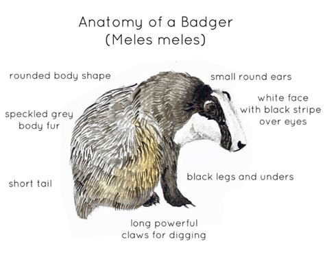 Anatomy Of A Badger By Teach Simple