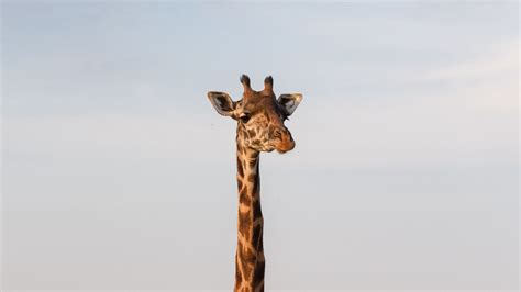 Download Wallpaper 2560x1440 Giraffe Animal Savanna Wildlife