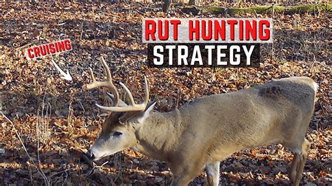 Rut Hunting Strategy Youtube