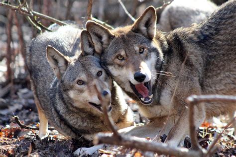 This is the homepage for the international wolf center, which aims to teach the world about wolves. Hunt: Leaders in Georgia are failing the red wolf ...