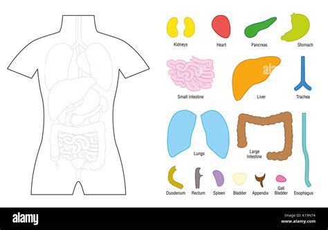 Compartir 71 Imagen Dibujos De Los Organos Del Cuerpo Humano Para