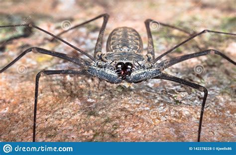 The Whip Spider Or Tailless Scorpion Stock Image