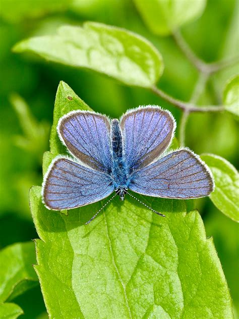 Mazarine Blue Cyaniris Semiargus Semiargus Greenwings Wildlife Holidays