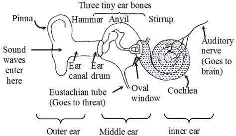Auricle (pinna) and external auditory meatus middle ear: How Does The Ear Work And What Are Its Functions - A Plus ...