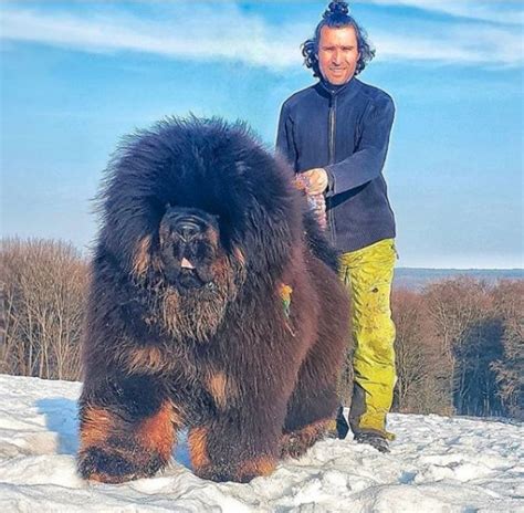 14 Interesting Facts About The Tibetan Mastiff The Paws