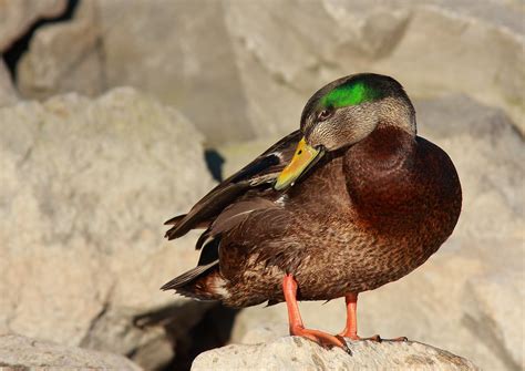 Mallardblack Duck Hybrid Flickr