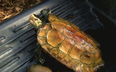 Native reptiles of indonesia sulawesi forest turtles (leucocephalon yuwonoi) the sulawesi forest turtle (leucocephalon yuwonoi) is a critically endangered reptile species in indonesia. Zoo Riverbanks (USA) aiuta Tartaruga del Sulawesi (Indonesia)