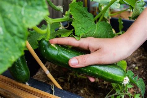 How To Identify And Treat Cucumber Fungal Diseases Best Strategies