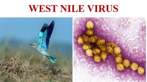 West Nile Virus Wnv Cause Symptoms Diagnosis And Prevention Of