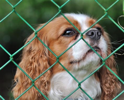 Premium Photo Dog Behind A Fence