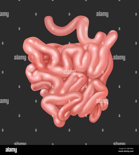 Small Intestines Illustration Stock Photo Alamy
