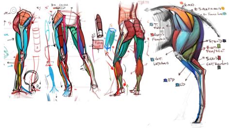 Im planning on covering the limbs next and going in to more depth with the torso and head in general later. figuredrawing.info_news: Comparative Anatomy Lecture ...