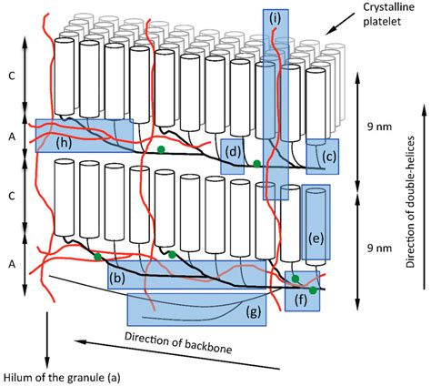 This human anatomy module is composed of diagrams, illustrations and 3d views of the back, cervical, thoracic and lumbar spinal areas as well as the various vertebrae. Diagram Of Backbone : Lumbar Vertebrae Wikipedia : First ...