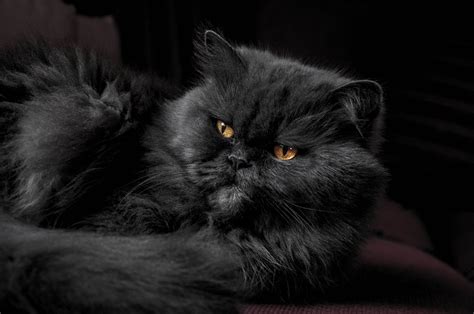 Learn more about the persian kitty and her personality, size, coloring and the docile persian is a quiet feline who enjoys a calm and relaxing environment. Scrumbles Guide To The Persian Cat - Natural Pet Food ...