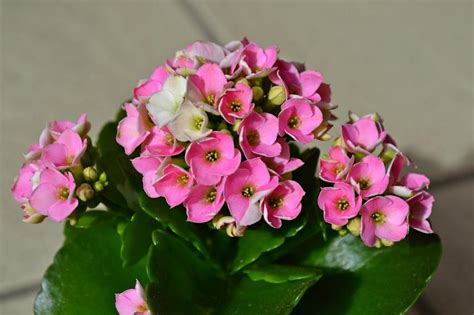 Common Flowering Houseplants Slideshow