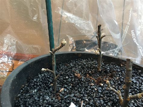 Ask An Expert Its Not Easy To Root Apple Tree From Cuttings