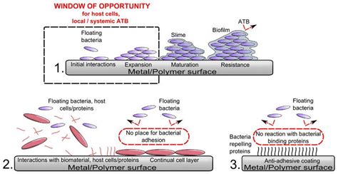 Schematic Illustration Of The Process Of Biomaterial Colonization