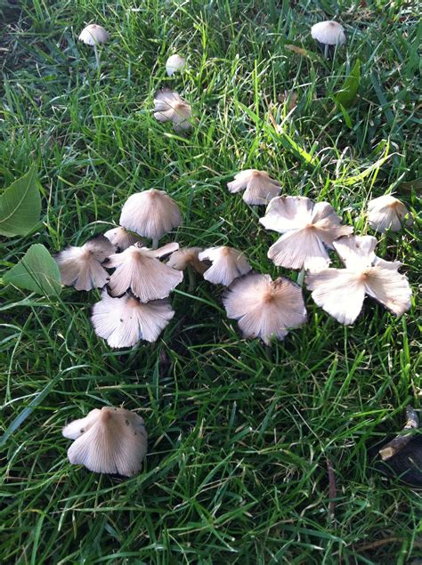 Mushrooms In Yard How To Get Rid Of All Mushroom Info