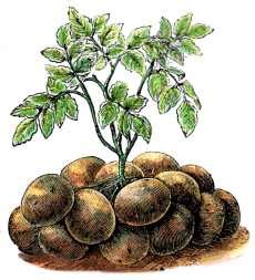 When african slaves came to the united states, they called our sweet. George Washington Carver: Not Just the Peanut Man: Process
