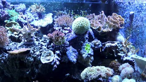 210 Gallon Reef Tank Update 4 23 2015 Youtube