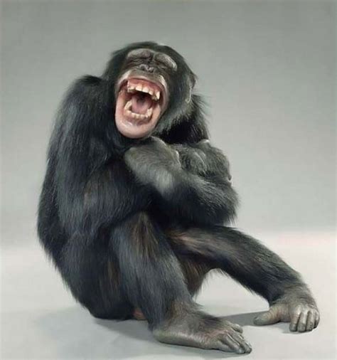 That Crazy Crazy Animal World