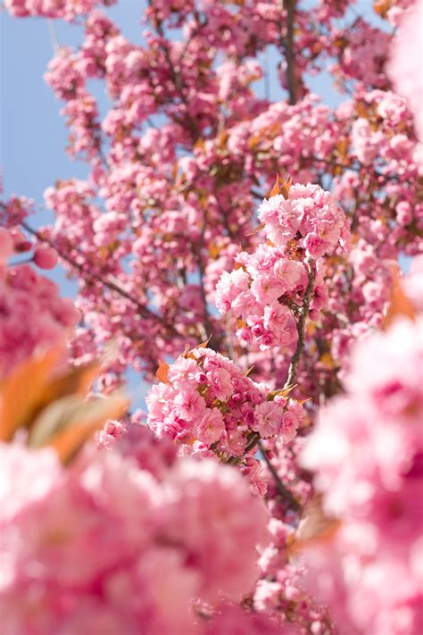 To pick flowers, to pick fruit, to pick mushrooms. THE MOST BEAUTIFUL TREE IN PARIS - SPRING IN THE CITY ...