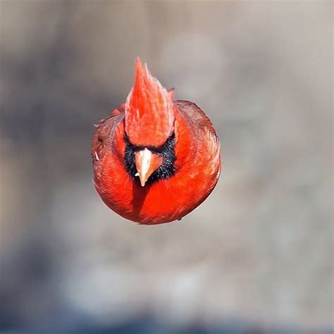 B I R D S O N E A R T H On Instagram Male Northern Cardinal Angry