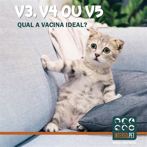 La infecciónpor coronavirus felino es muy frecuente en los gatos. PIF - Peritonite Infecciosa Felina. - Intersilpet