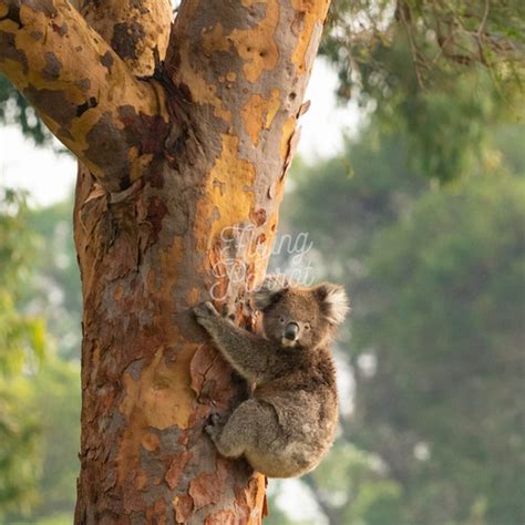 Koala In A Gum Tree Mallacoota Flyingparrot