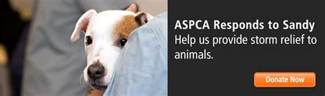Aspca Responds To Sandy Help Provide Storm Relief To Animals The