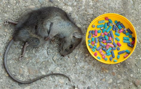 Royalty Free Rat Poison Pictures Images And Stock Photos Istock