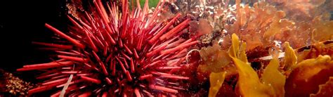 The Future Of A Vulnerable Fishery Can Red Urchins Adapt To Marine