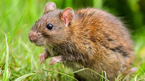 Common Brown Rat Searching For A Meal Youtube