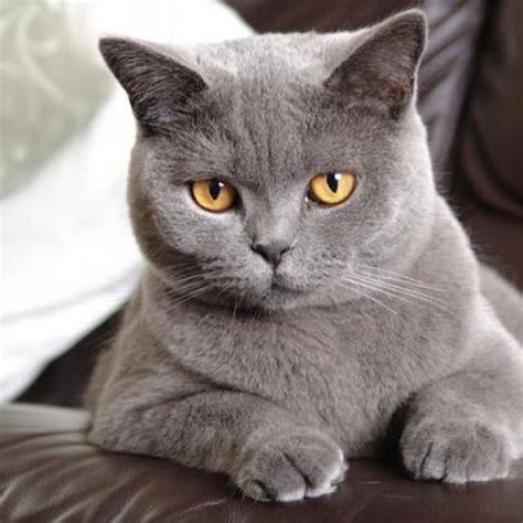 British Shorthair Like My Baltazar Chartreux Cat British Blue Cat