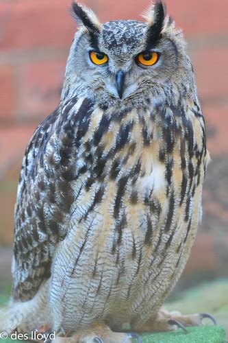 Dsc7646 European Eagle Owl Des Lloyd Flickr