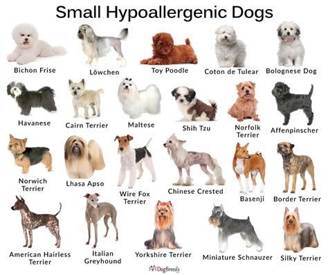 List Of Best Small Medium Big Hypoallergenic Dog Breeds With Pictures