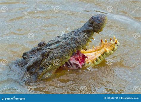 A Large Saltwater Crocodile Eating A Meat Stock Image Image Of