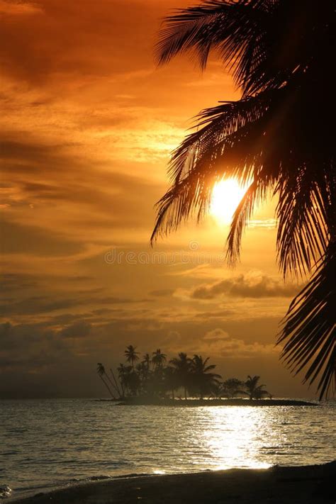Tropical Sunset And Palms Stock Photo Image Of Coconut 173250730
